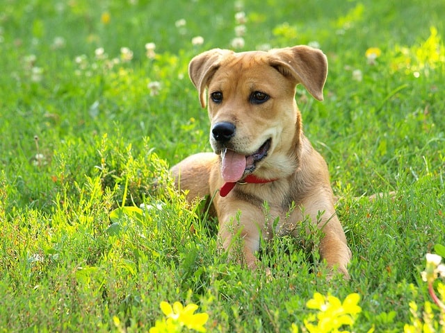 female dog spraying