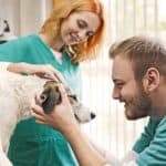 What Insurance Do Veterinarians Typically Need to Begin Practicing?