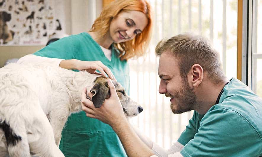 What Insurance Do Veterinarians Typically Need to Begin Practicing?